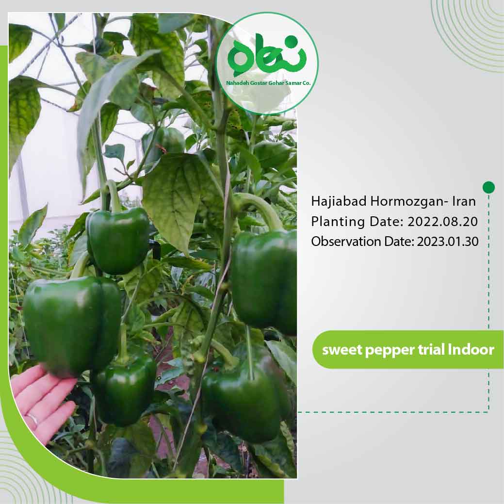 Sweet Pepper Trial Indoor(1)